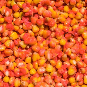 LK Baits IQ Method Feeder Spicy Peach Corn Vārīta kukurūza (Pikantais persiks) 1kg