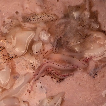 NASH Salted Squid Liquid Likvīds kalmārs 500ml